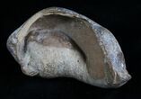 Tall Fossil Whale Ear Bone - Venice Florida #6085-1